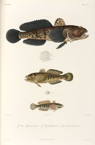 Drei Grundelarten, Schwarzes Meer von Unbekannter Künstler