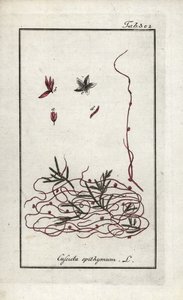 Thymian-Seide oder Kleinblütige Seide (Cuscuta epithymum). Lithographie aus „Afbeelding der Artseny-Gewassen“ von Johannes Zorn (1739-1799), Niederlande von Unbekannter Künstler