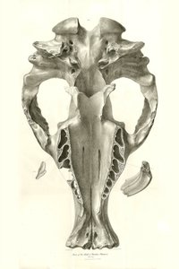 Toxodon-Kranich, ein prähistorisches Tier, das von Charles Darwin in der Nähe von Montevideo, Uruguay, während seiner Erkundungsreise an Bord der Beagle gefunden wurde. Die Zoologie der Reise der H.M.S. Beagle unter dem Kommando von Kapitän Fitzroy in den  von Unbekannter Künstler