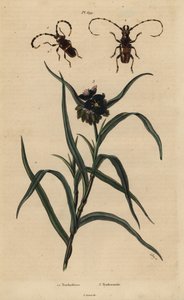 Trachyderes succinctus 1, Trachyderes mandibularis 2 und Virginische Dreimasterblume, Tradescantia virginiana 3