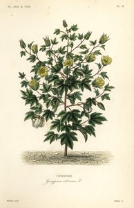 Baumwolle, Gossypium arboreum