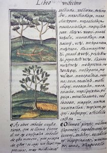 Bäume, wilde Zypressen und Tannen, Seite aus dem Florentiner Kodex, zweisprachige Version in Spanisch und Nahuatl, Allgemeine Geschichte der Dinge von Neuspanien, von dem spanischen Missionar Fray Bernardino de Sahagun (1499-1590). Aztekische Zivilisation von William M. Timlin