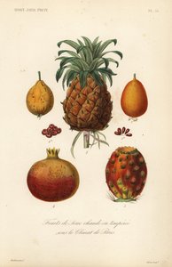 Tropische Früchte, Früchte aus dem Warmhaus oder gemäßigtem Klima
