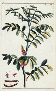 Echter Indigo, Indigofera tinctoria