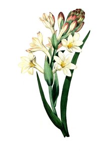 Tuberose, Agave amica (Agave polianthes), digitale Reproduktion eines Originalkunstwerks aus dem 18. Jahrhundert