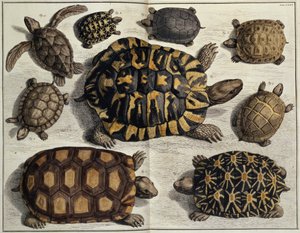 Schildkröten: aus Albert Sebas "Locupletissimi Rerum Naturalium", um 1750