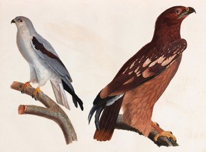 Zwei Farbabbildungen von Vögeln