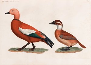 Zwei Farbillustrationen von Enten