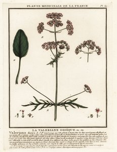 Baldrian, Valeriana dioica