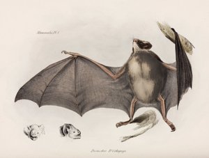 Vampirfledermaus, Südamerika, ca. 1832-1836 von Unbekannter Künstler