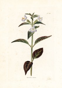 Varietät der Mimule - Lithographie von George Cooke, für die britische Zeitschrift Conrad Loddiges (1738-1826)