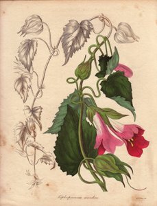 Varietät des Lophospermum (L.Scandens). Illustration von Mr. Bates in der Sammlung von Charles Tayleure von Unbekannter Künstler
