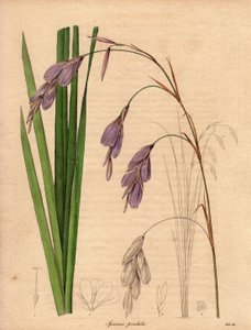 Varietät der Iris (Sparaxis pendula), Harlekinblume. Illustration von R. Mills in The Botanist, Serie von Benjamin Maund von Unbekannter Künstler