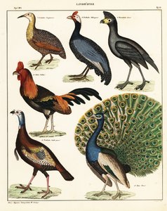 Verschiedene Vogelarten
