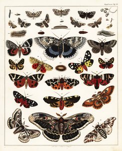 Verschiedene Schmetterlinge, Motten usw. (Lithographie) von Unbekannter Künstler