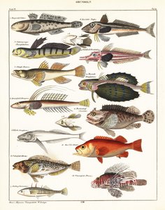Verschiedene Fische
