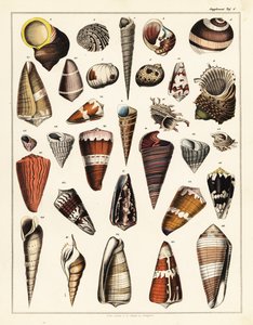 Verschiedene Muscheln, Mollusken, 1841 (Lithographie) von Unbekannter Künstler