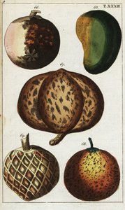 Verschiedene tropische Früchte