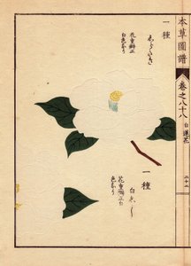 Japanische Kamelien (Thea japonica Nois): Shirataki und Shiroshishi, mit weißen Blüten (Holzschnitt von Kanen Iwasaki, aus Honzo Zufu) von Unbekannter Künstler