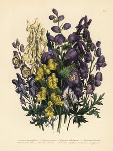 Verschiedenblättriger Eisenhut, Aconitum heterophyllum, gelber Eisenhut, A. anthora, blassgelber Eisenhut, A. ochroleucumum, Karpatenpurpur-Wolfsbane, rispiger Eisenhut, A. paniculatum, A. versicolor, gewöhnlicher Eisenhut, A. napellus, und A. variegatum.  von Unbekannter Künstler