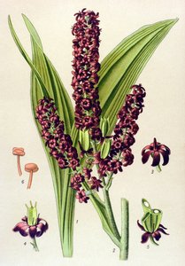 Giftige Pflanze: Schwarzer Germer (Veratrum nigrum)