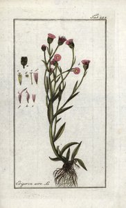 Scharfer Berufkraut (Erigeron acris). Lithographie aus „Afbeelding der Artseny-Gewassen“ von Johannes Zorn (1739-1799), Niederlande
