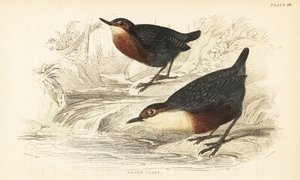 Wasseramsel, Cinclus cinclus. 1889 (Gravur)