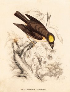Weißkehlspateltyrann, Platyrinchus mystaceus. Handkolorierter Stahlstich aus Georg Friedrich Treitschkes Naturhistorischer Bildersaal des Thierreiches, Leipzig.