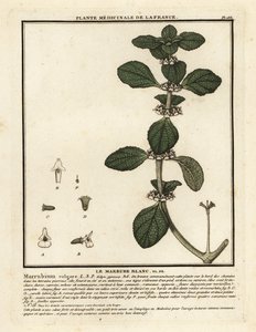 Weißer Andorn, Marrubium vulgare