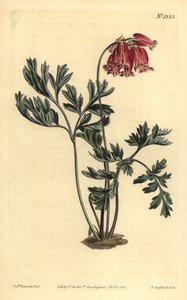 Wildes Tränendes Herz, Dicentra formosa