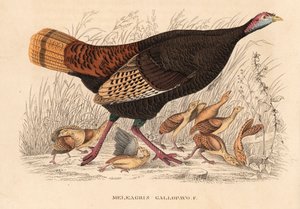 Wilder Truthahn, Meleagris gallopavo, Henne mit Küken. Handkolorierte Lithographie aus Georg Friedrich Treitschkes Galerie der Naturgeschichte, Naturhistorischer Bildersaal des Tierreiches, Leipzig von Unbekannter Künstler