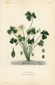 Waldsauerklee, Oxalis acetosella