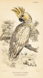 Gelbhaubenkakadu, Cacatua sulphurea. Kritisch gefährdet. 1889 (Gravur) von Unbekannter Künstler