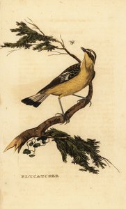 Gelbbauch-Fliegenschnäpper, Ficedula zanthopygia. 1815 (Gravur)