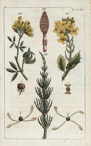 Gelbe Luzerne (Medicago falcata 136), Wilder Rettich (Raphanus raphanistrum 137) und Acker-Schachtelhalm (Equisetum arvense 138/139). Handkolorierte Kupferstichgravur einer botanischen Illustration aus G. T. Wilhelms „Unte von Unbekannter Künstler