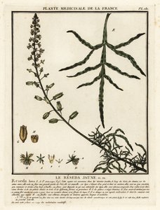 Gelbe Resede, Reseda lutea