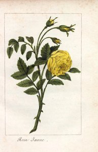 Gelbe Rose, Gelbe Rose, Rosa lutea. Handkolorierte Kupferstich einer Illustration von Miss Prudhomme aus „Hommage rendu a la Rose“, Paris, circa 1815. Ein Geschenkbuch mit der Geschichte der Rose und einem Dutzend botanischer Miniaturen