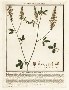 Gelber Steinklee, Melilotus von Unbekannter Künstler