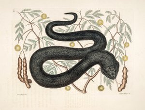 Zoo-Illustration Vipera nigra Schwarze Viper