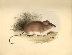 Zoologie: Darwins „Mud Darwinii“ oder Maus beschrieben von Charles Darwin während seiner Forschungsreise an Bord der Beagle. Tafel aus „The Zoology of the voyage of H.M.S. Beagle under the command of Captain Fitzroy during the years 1832 to 1836