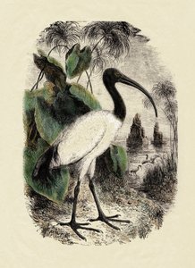 Zoologie: Heiliger Ibis (Threskiornis aethiopicus), Gravur des 19. Jahrhunderts