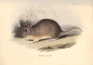 Zoologie: Der „Reithrodon Cuniculoides“ oder Nager beschrieben von Charles Darwin während seiner Erkundungsreise an Bord der Beagle. Tafel aus „The Zoology of the voyage of H.M.S. Beagle under the command of Captain Fitzroy during the years 1832 to 1836“ von Unbekannter Künstler
