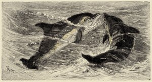 Zoologie: Delfine (delphinus delphis) beschrieben und illustriert von Carlo Vogt und Federico Specht in „Natural history illustree: mammals“ 1884 von Unbekannter Künstler