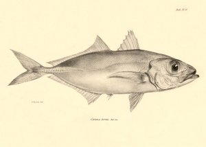 Zoologie: Darstellung des Fisches „Caranx torvus“ beschrieben von Charles Darwin während seiner Reise an Bord der Beagle. Tafel aus „The zoology of the voyage of H.M.S. Beagle under the command of Captain Fitzroy during the years 1832-1836“ von Unbekannter Künstler