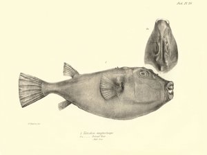 Zoologie: Darstellung des Fisches „Tetrodon (Tetraodon) angusticeps“ beschrieben von Charles Darwin während seiner Reise an Bord der Beagle. Tafel aus „The zoology of the voyage of H.M.S. Beagle under the command of Captain Fitzroy during the years 1832-18 von Unbekannter Künstler