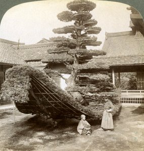 Eine einzelne Kiefer in Form eines Bootes, Kinkaku-ji-Kloster, Kyoto, Japan, 1904 von Underwood and Underwood