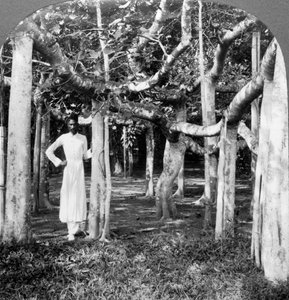 Unter den Wurzeln eines Banyanbaums, Kalkutta, Indien, 1900er Jahre