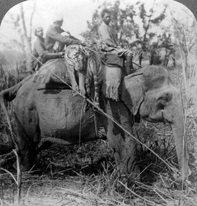 Tote Tiger zurück ins Lager tragen, Behar-Dschungel, Indien, um 1900er