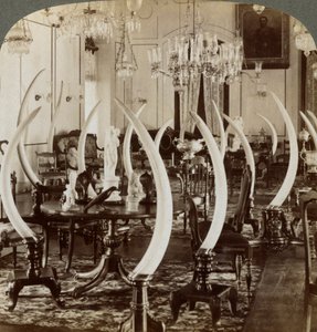 Halle der Stoßzähne, im Haus von Lady de Soysa, Bambalapitiya, Colombo, Ceylon, 1903 von Underwood and Underwood
