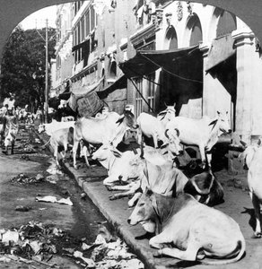 Wie hinduistische Kühe das Leben in der Harrison Street, Kalkutta, Indien genießen von Underwood and Underwood
